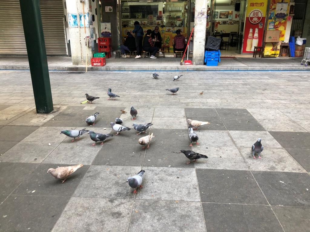 雀鳥在休憩區聚集覓食.jpg 雀鳥在休憩區聚集覓食.jpg